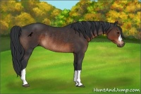 Horse Color:Brown Rabicano 