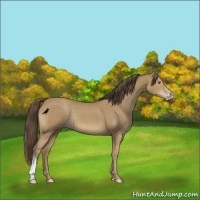 Horse Color:Classic Cream Champagne 
