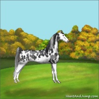 Horse Color:Black Splash Appaloosa 
