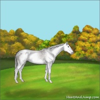 Horse Color:Gray Brown Dun Splash Rabicano
