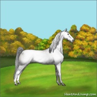 Horse Color:Gray Brown Dun Rabicano 