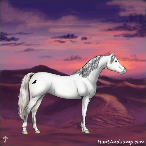 Horse Color:Gray Silver Smoky Grullo Rabicano 