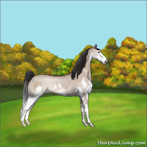 Horse Color:Brown Dun Splash Rabicano 