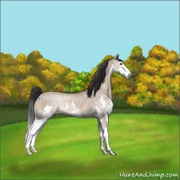 Horse Color:Brown Dun Splash Rabicano