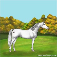 Horse Color:Gray Brown Dun Splash Rabicano