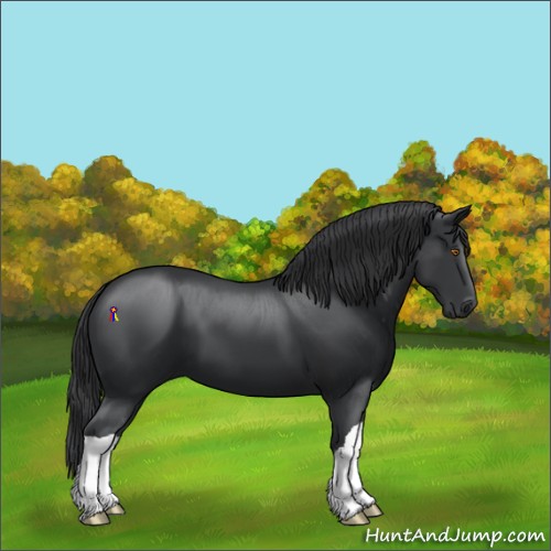 Horse Color:Black 