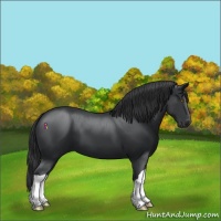Horse Color:Black 