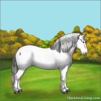 Horse Color:Grullo Onyx Fewspot 