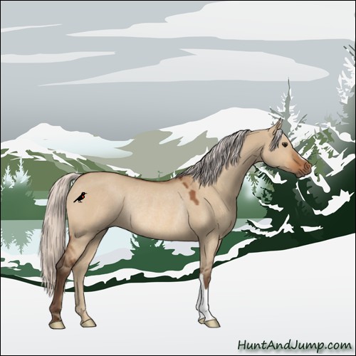 Horse Color:Silver Bay Dun Rabicano 