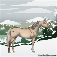 Horse Color:Silver Bay Dun Rabicano 