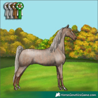 Horse Color:Liver Red Dun Roan Rabicano  and Gray Silver Blue Roan Pearl Appaloosa 