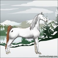 Horse Color:White Spotted Buckskin Pearl Dun Rabicano