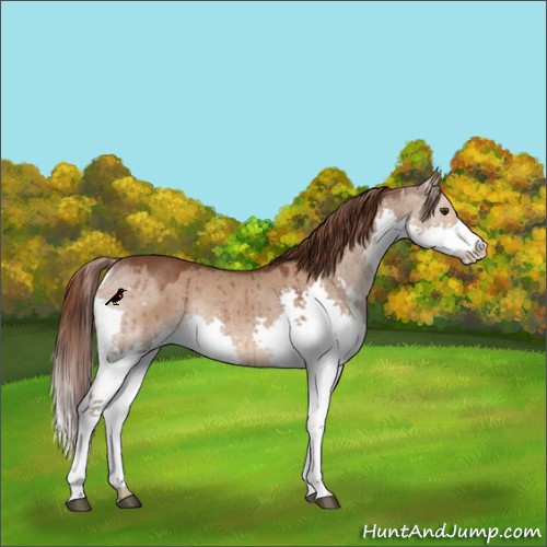 Horse Color:Liver Red Dun Splash Rabicano Brindle