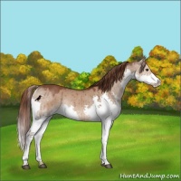 Horse Color:Liver Red Dun Splash Rabicano Brindle 