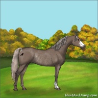 Horse Color:Silver Grullo Rabicano