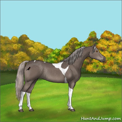 Horse Color:Silver Black Mushroom Tobiano Rabicano 