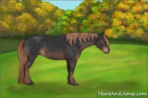 Horse Color:Liver Chestnut 