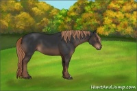 Horse Color:Liver Chestnut 