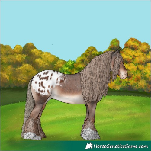 Horse Color:Liver Chestnut Appaloosa