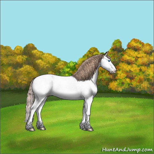 Horse Color:Liver Chestnut Splash Appaloosa 