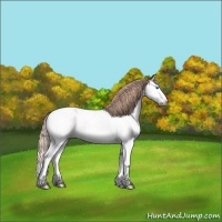 Horse Color:Liver Chestnut Splash Appaloosa 