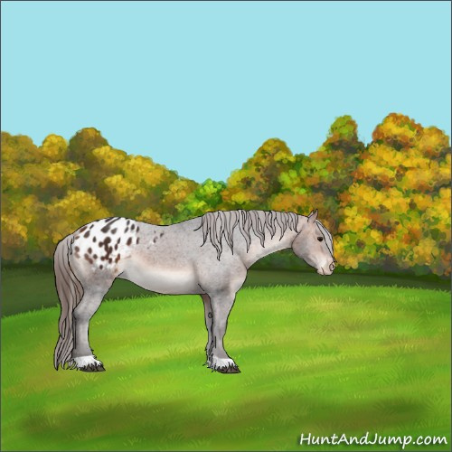 Horse Color:Bay Appaloosa 