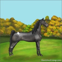 Horse Color:Black Appaloosa