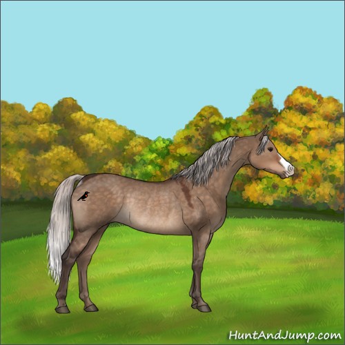 Horse Color:Silver Brown Dun Rabicano