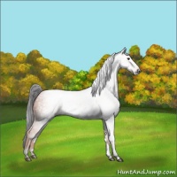 Horse Color:Gray White Spotted Buckskin 