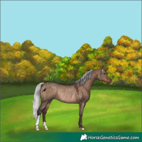 Horse Color:Silver Brown Dun Rabicano 