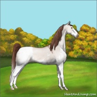 Horse Color:Sable Champagne Dun Splash Appaloosa 