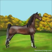 Horse Color:Brown 