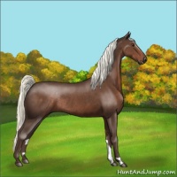 Horse Color:Liver Chestnut Rabicano