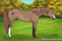Horse Color:Liver Red Dun Brindle 