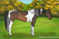 Horse Color:Brown Tobiano 