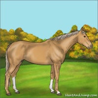 Horse Color:Palomino