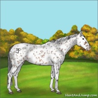 Horse Color:Brown Roan Leopard 