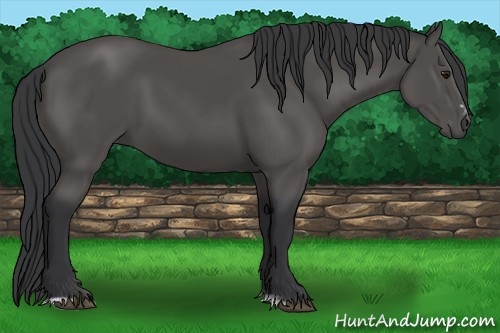 Horse Color:Black Sabino 