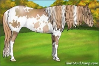 Horse Color:White Spotted Liver Chestnut Pearl 