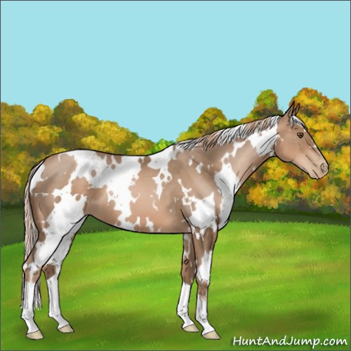Horse Color:White Spotted Liver Chestnut Pearl 