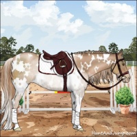 Horse Color:White Spotted Liver Chestnut Pearl 