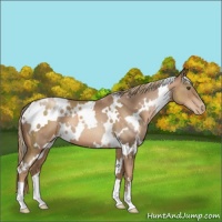 Horse Color:White Spotted Liver Chestnut Pearl 