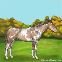 Horse Color:White Spotted Liver Chestnut Pearl