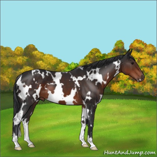 Horse Color:White Spotted Brown 