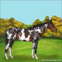 Horse Color:White Spotted Brown