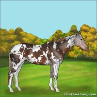 Horse Color:White Spotted Liver Chestnut 