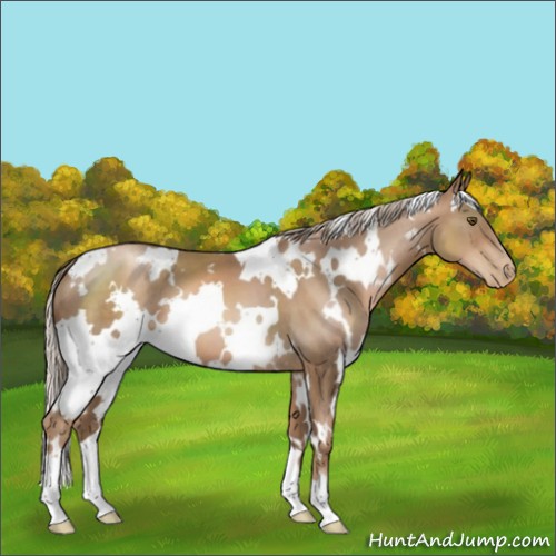 Horse Color:White Spotted Liver Chestnut Pearl