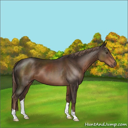 Horse Color:Liver Chestnut 