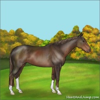 Horse Color:Liver Chestnut 