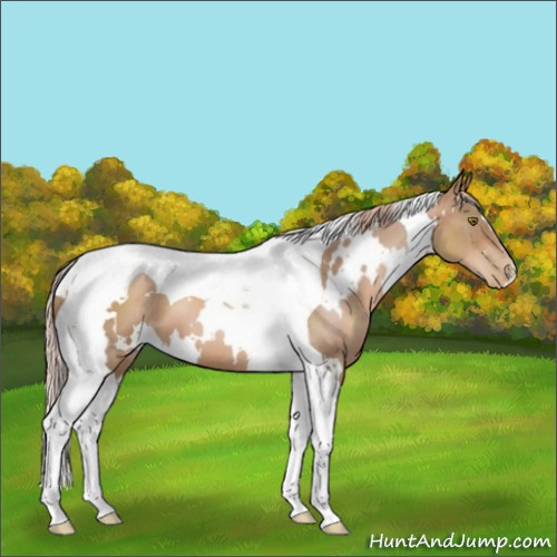 Horse Color:White Spotted Liver Chestnut Pearl Tobiano 